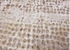 Тъкан килим ALLEGRA 8024 beige